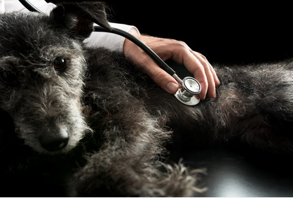 Attn Emergency Veterinarians Practice Pearls for Common Veterinary Emergencies