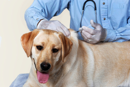 Challenges that Veterinary Specialists Face in Private Practice