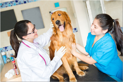 Specialist Tech Relationship Blog www.veterinarycareerservices.com