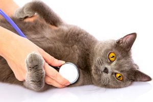 Top 10 Human Medications Poisonous to Dogs and Cats 300x200 1