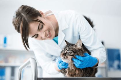 Veterinarian Millennial www.VeterinaryCareerServices.com